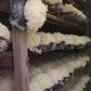 Tremella Fuciformis Mushroom Extract