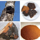 Natural Chaga Mushroom Extract Powder