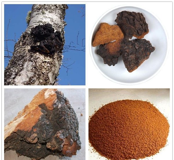 Natural Chaga Mushroom Extract Powder