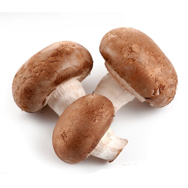 Shiitake Mushroom Extract Polysaccharide
