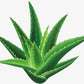 Manufacturer Supply Aloe Emodin Extract Powder