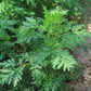 Artemisia Annua Extract 98% Artemisinin Powders