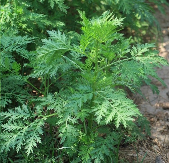 Artemisia Annua Extract 98% Artemisinin Powders