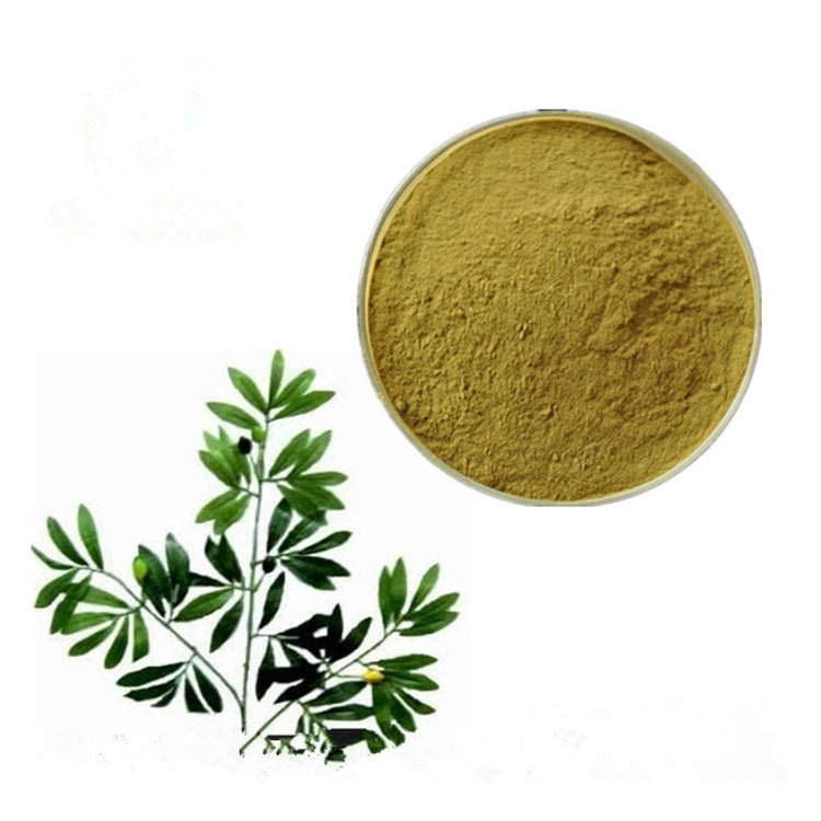 Olive Leaf Extract 20% 40% Hydroxytyrosol